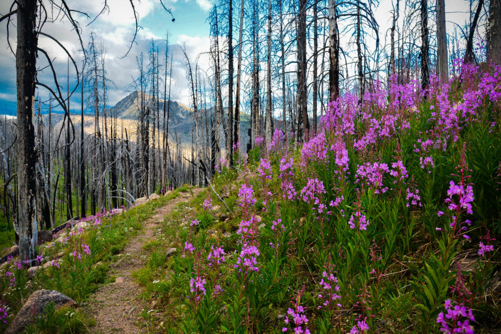 Fireweed Along the Kettle Crest Trail