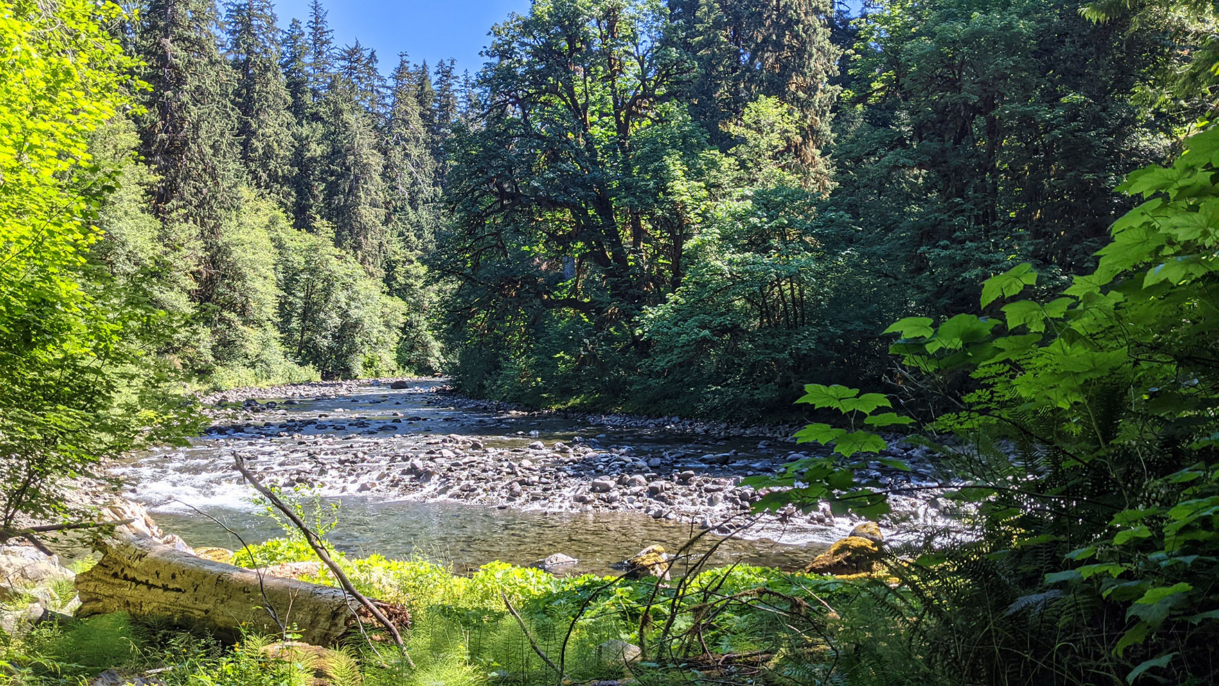 Restoring the Bogachiel Trail PNT